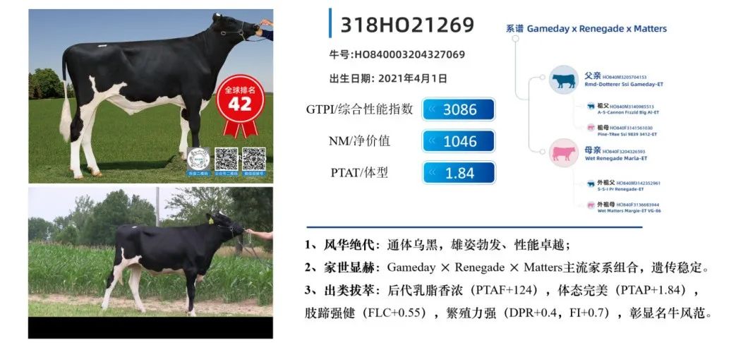 中国的牛，用中国种！君乐宝优秀种牛成功命名