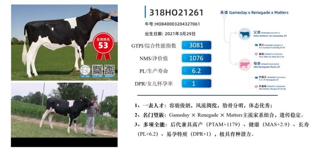 中国的牛，用中国种！君乐宝优秀种牛成功命名
