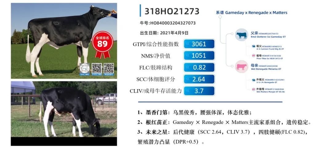 中国的牛，用中国种！君乐宝优秀种牛成功命名
