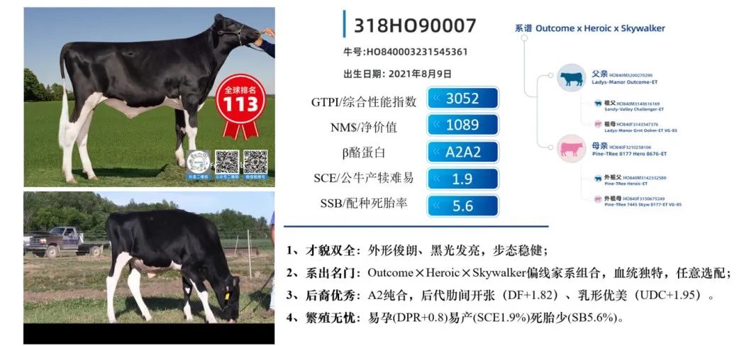 中国的牛，用中国种！君乐宝优秀种牛成功命名