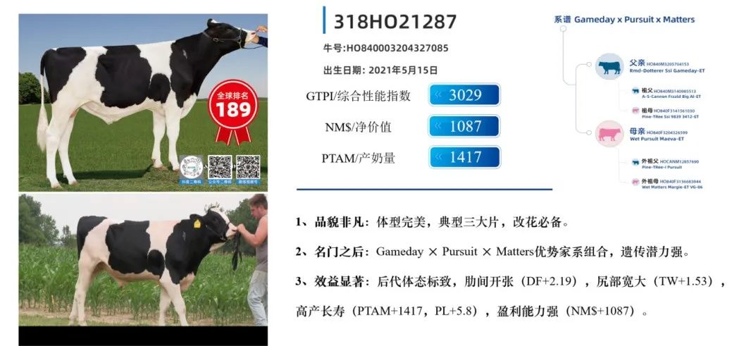 中国的牛，用中国种！君乐宝优秀种牛成功命名