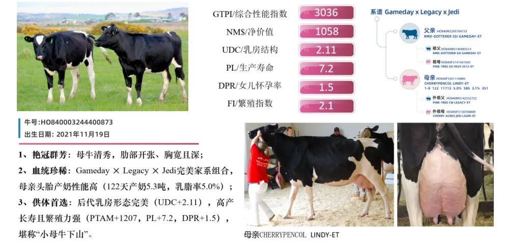 中国的牛，用中国种！君乐宝优秀种牛成功命名