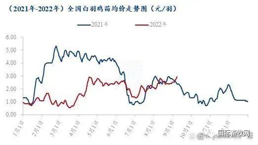 白羽鸡苗开始连涨!涨势能否延续?