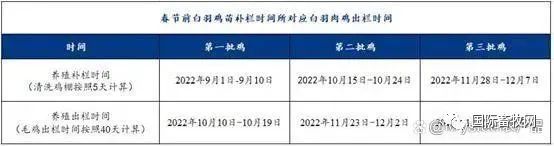 白羽鸡苗开始连涨!涨势能否延续?
