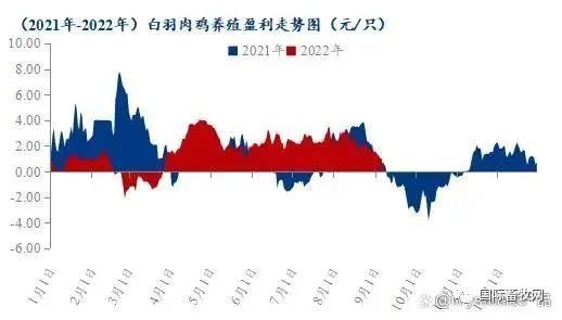 白羽鸡苗开始连涨!涨势能否延续?