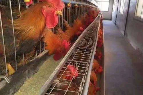 黄羽鸡行业景气度持续上升，龙头公司销售向好
