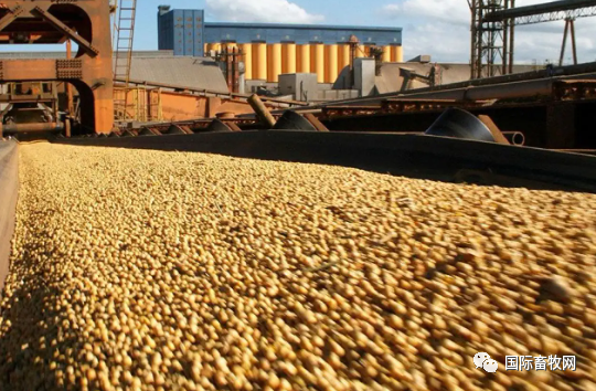 利好! 阿根廷大豆降价出货 中国企业直接订购300万吨
