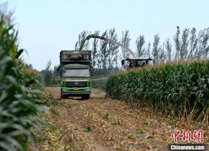 河北武强4万亩青贮玉米成奶牛“口粮”