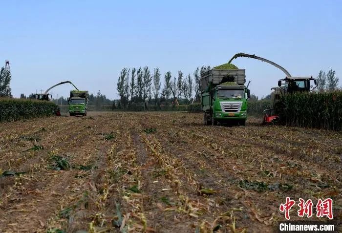 河北武强4万亩青贮玉米成奶牛“口粮”