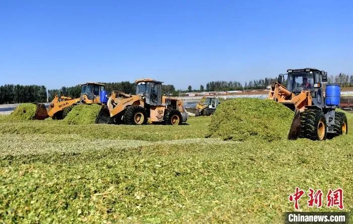 河北武强4万亩青贮玉米成奶牛“口粮”