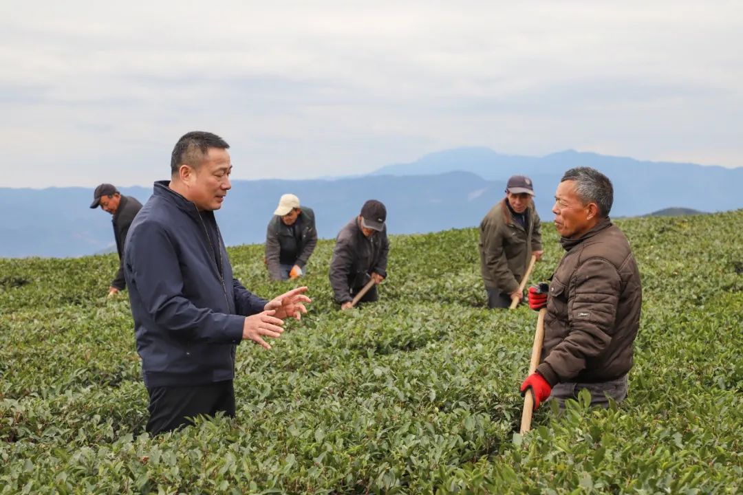 林振传：让世界品味中国，做中国白茶引领者