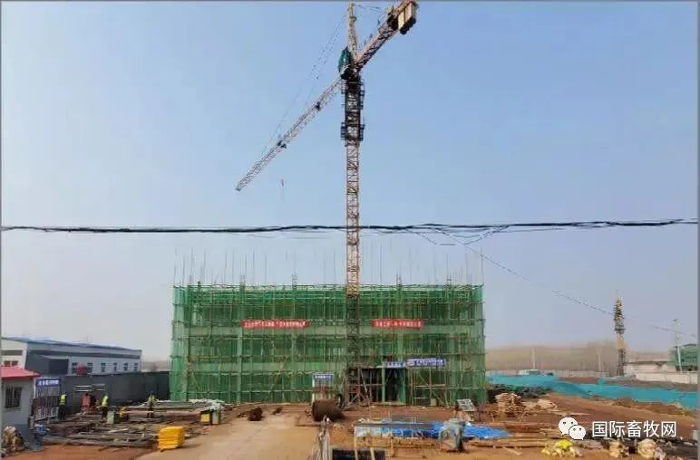 总投资2.1亿!年屠宰2000万羽!一肉鸡项目建设中