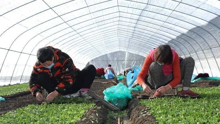 甜菊糖迎来发展机遇