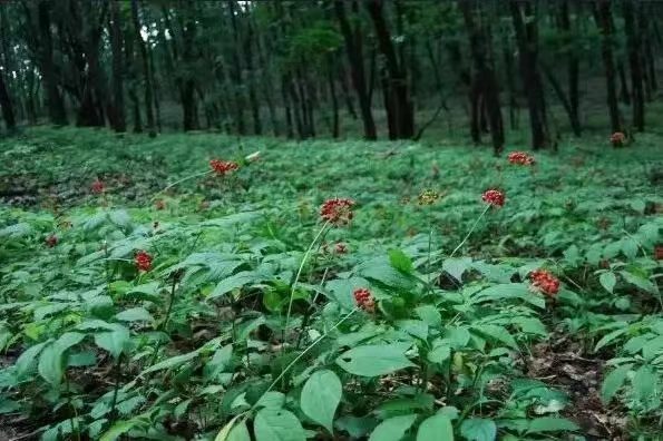 人参加入年轻人的“养生局”，新出圈的流量密码？