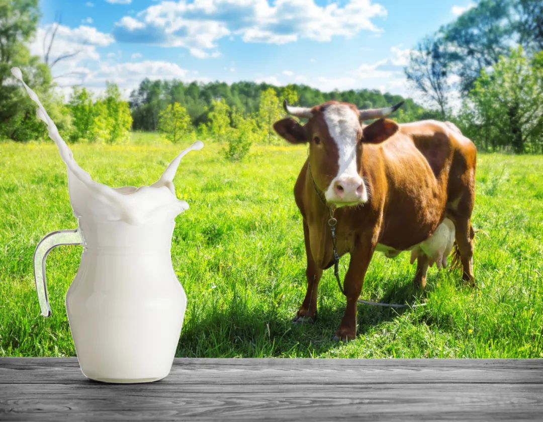 全国性奶源过剩，乳制品行业将有哪些新变化？
