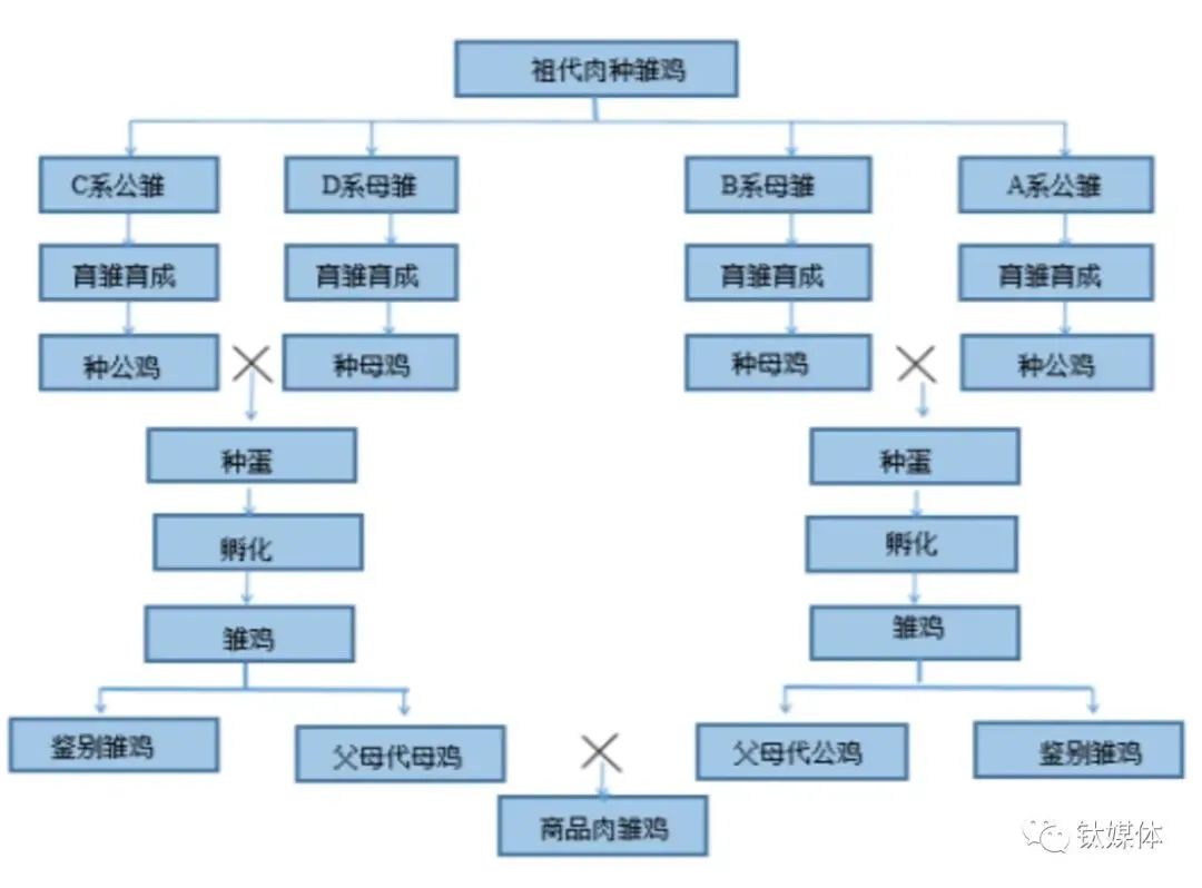外来的白羽鸡,凭啥成了中国“鸡王”?