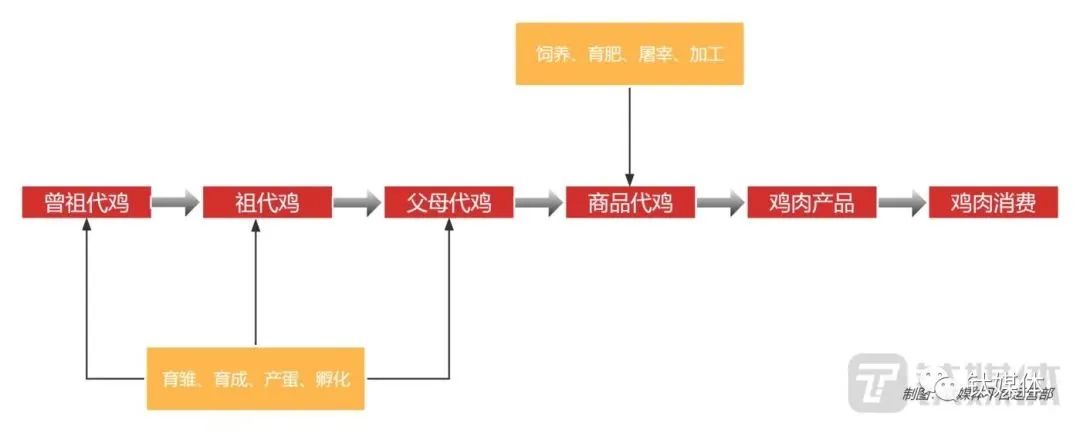 外来的白羽鸡,凭啥成了中国“鸡王”?