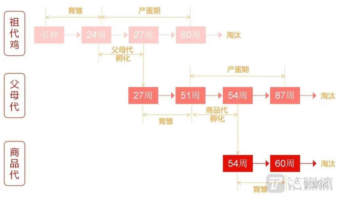 外来的白羽鸡,凭啥成了中国“鸡王”?