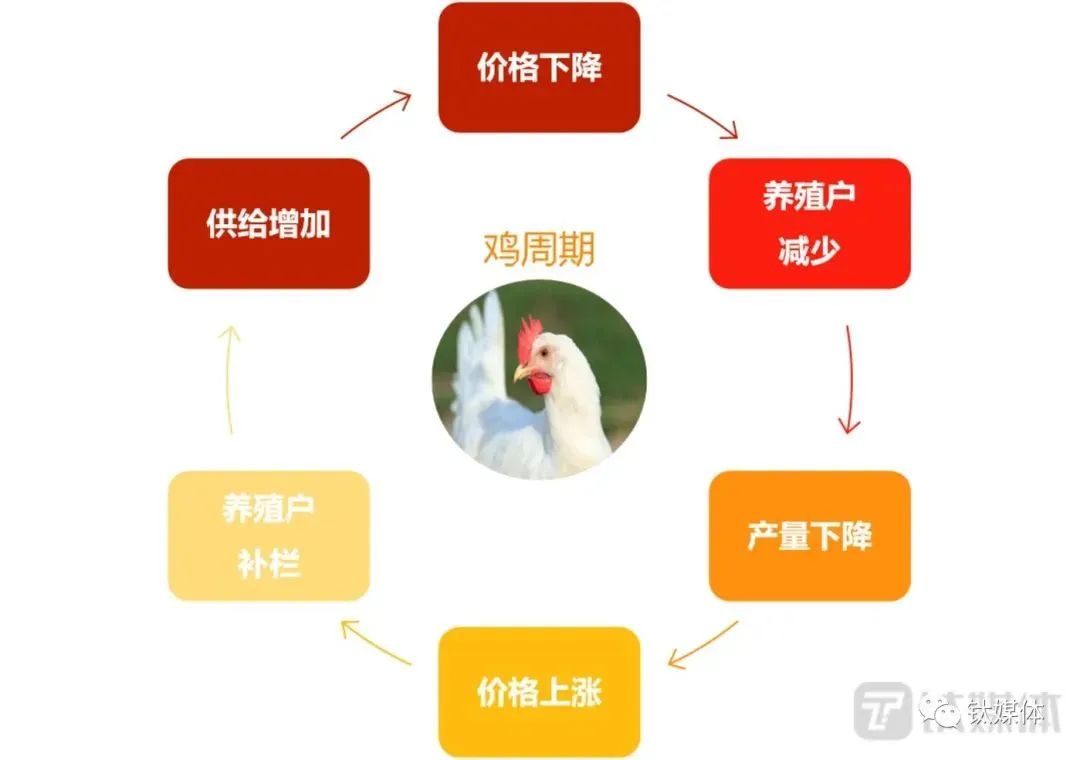 外来的白羽鸡,凭啥成了中国“鸡王”?