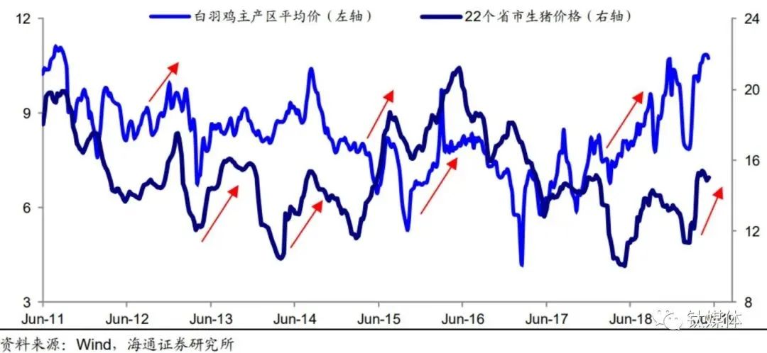 外来的白羽鸡,凭啥成了中国“鸡王”?