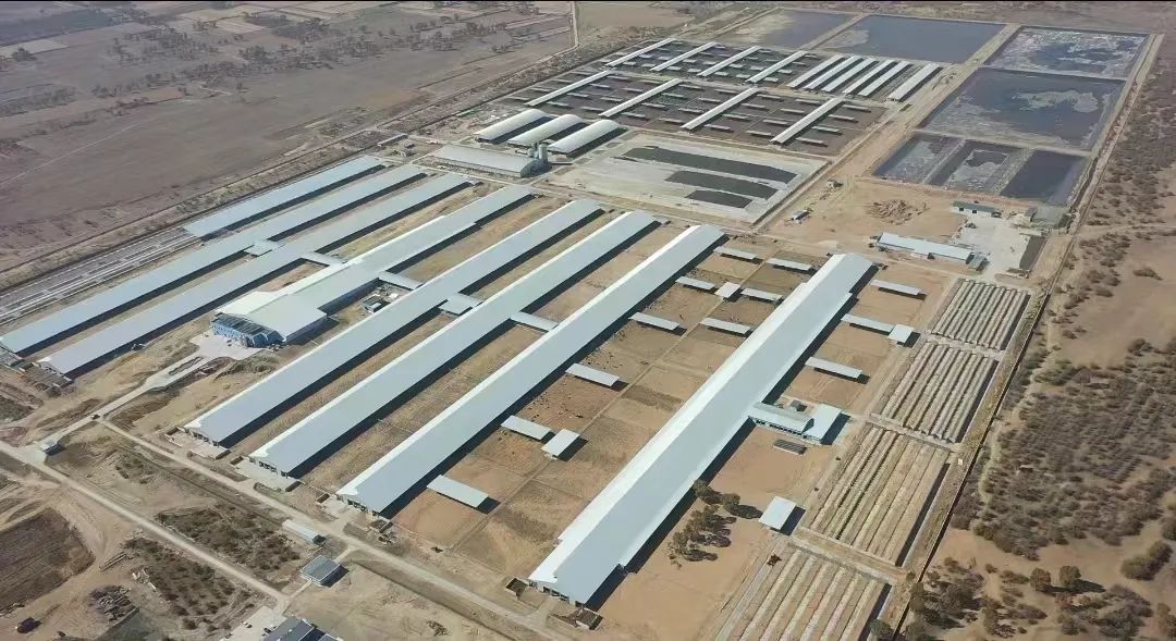 规模1.5万头利兴奶牛养殖园 ,存栏6000头锦浩奶牛养殖基地均投产运行