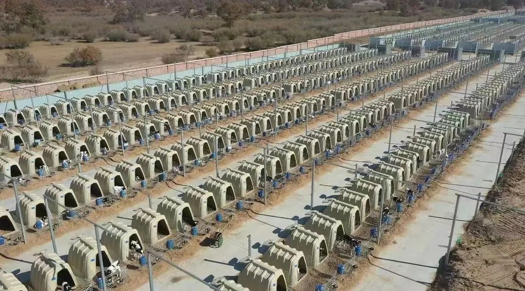 规模1.5万头利兴奶牛养殖园 ,存栏6000头锦浩奶牛养殖基地均投产运行