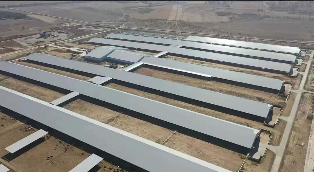规模1.5万头利兴奶牛养殖园 ,存栏6000头锦浩奶牛养殖基地均投产运行