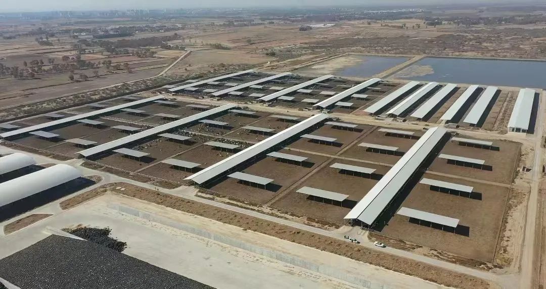 规模1.5万头利兴奶牛养殖园 ,存栏6000头锦浩奶牛养殖基地均投产运行