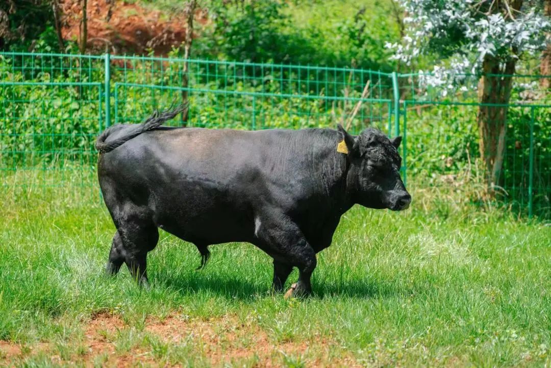 关于构建肉牛全产业链生态圈的几点思考