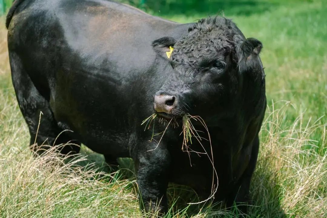 关于构建肉牛全产业链生态圈的几点思考