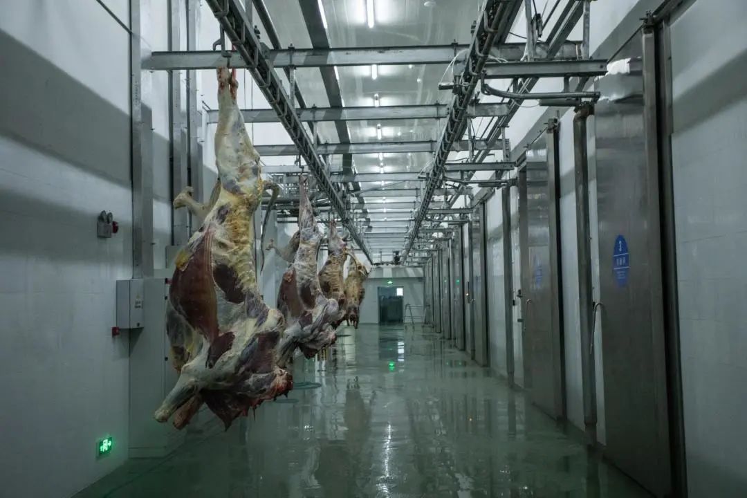 关于构建肉牛全产业链生态圈的几点思考