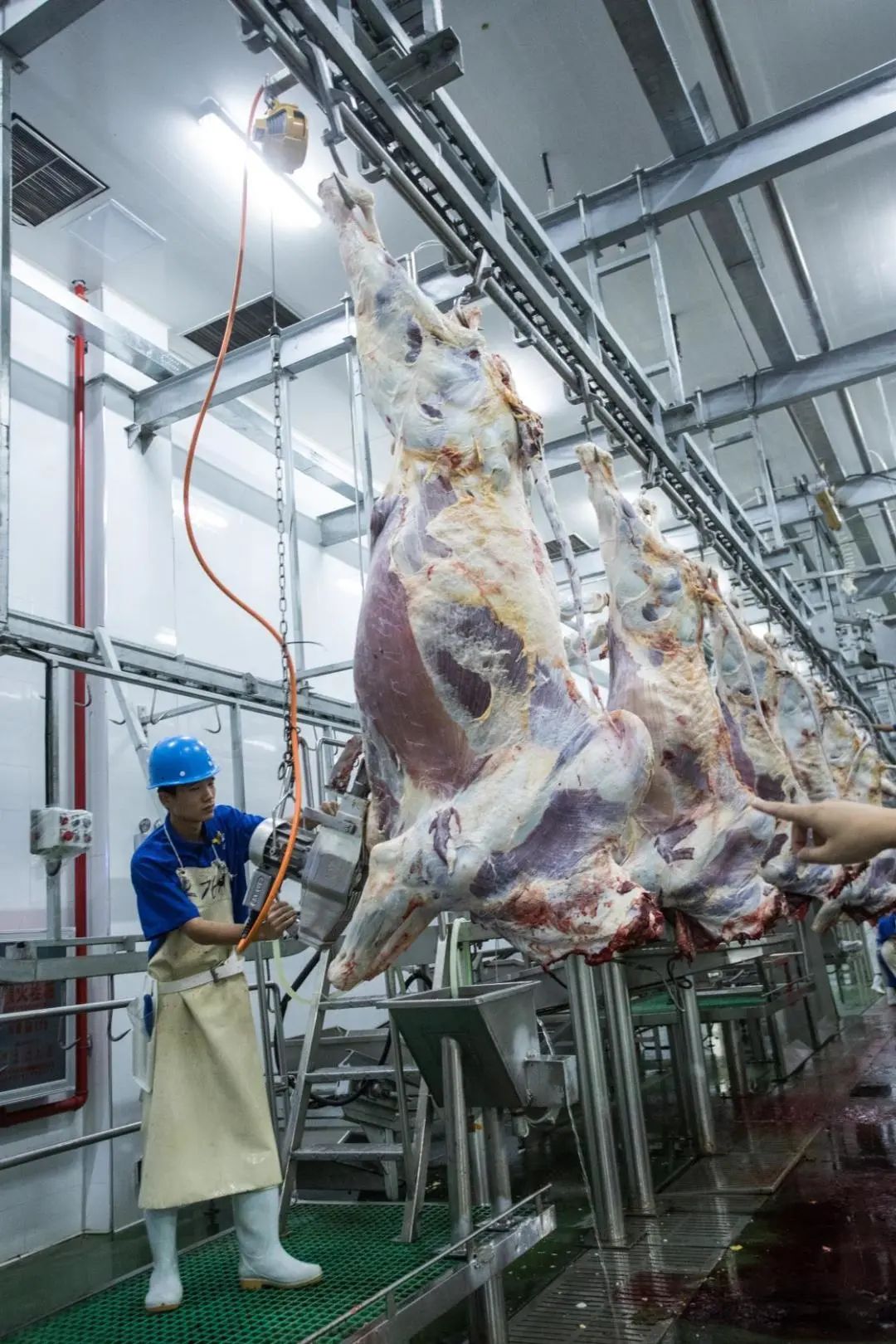 关于构建肉牛全产业链生态圈的几点思考