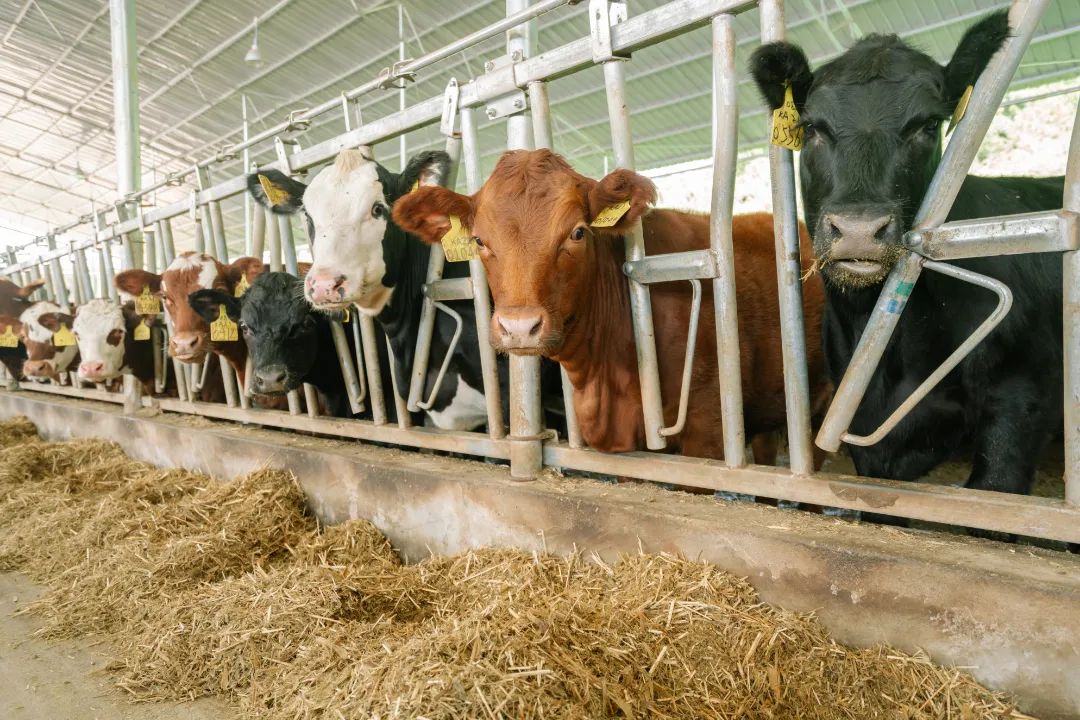 关于构建肉牛全产业链生态圈的几点思考