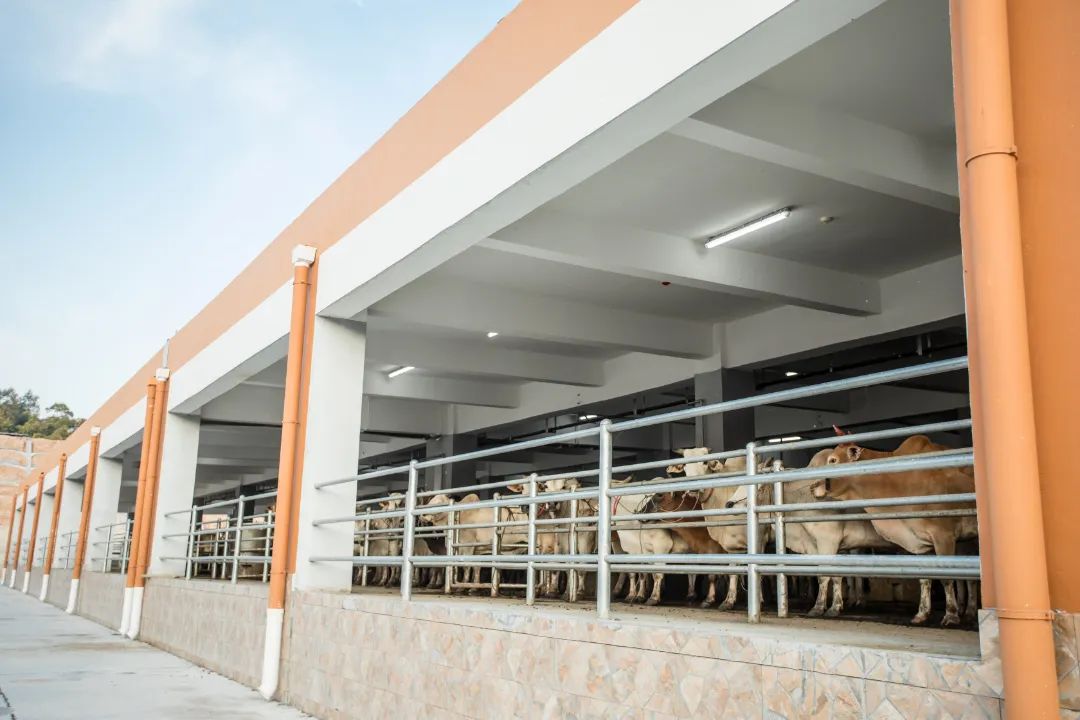 关于构建肉牛全产业链生态圈的几点思考