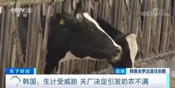 韩国一家40多年老牌乳企关厂决定引发奶农不满
