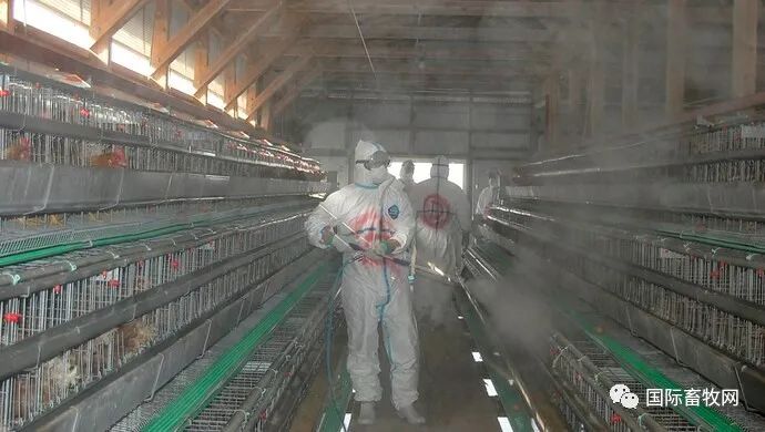 突发!邻国日本、印度相继暴发禽流感,将扑杀36万只鸡