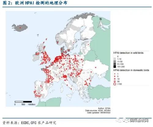 突发!邻国日本、印度相继暴发禽流感,将扑杀36万只鸡