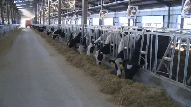 黑龙江富锦：壮大奶牛养殖产业，助力乡村振兴