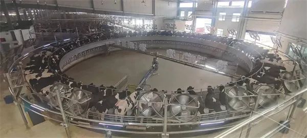 优然牧业武威牧场单产突破41公斤,单牛最高单产达90公斤