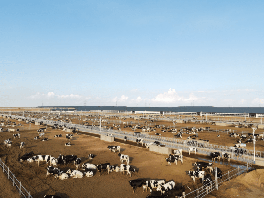 宁夏农垦乳业计划2026年末奶牛存栏30万头！