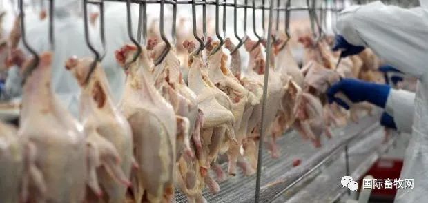 超过中国,巴西成为世界第二大鸡肉生产国