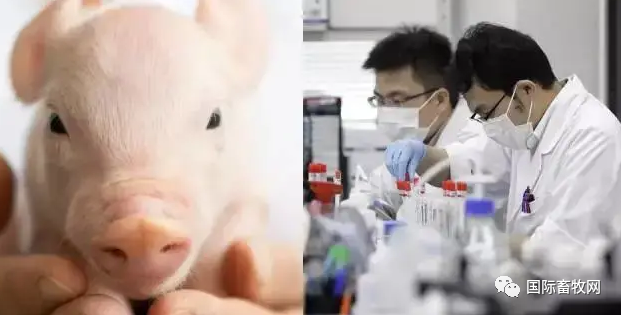 克隆猪已成功多次,为何迟迟不见克隆鸡