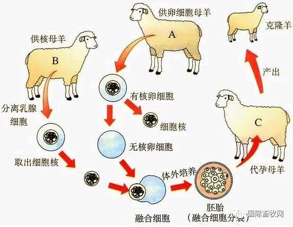克隆猪已成功多次,为何迟迟不见克隆鸡