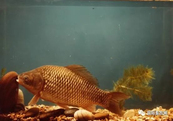 克隆猪已成功多次,为何迟迟不见克隆鸡
