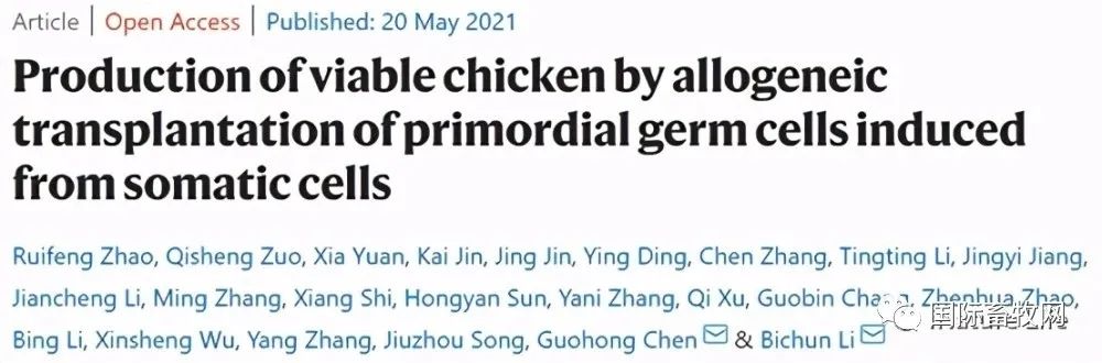 克隆猪已成功多次,为何迟迟不见克隆鸡