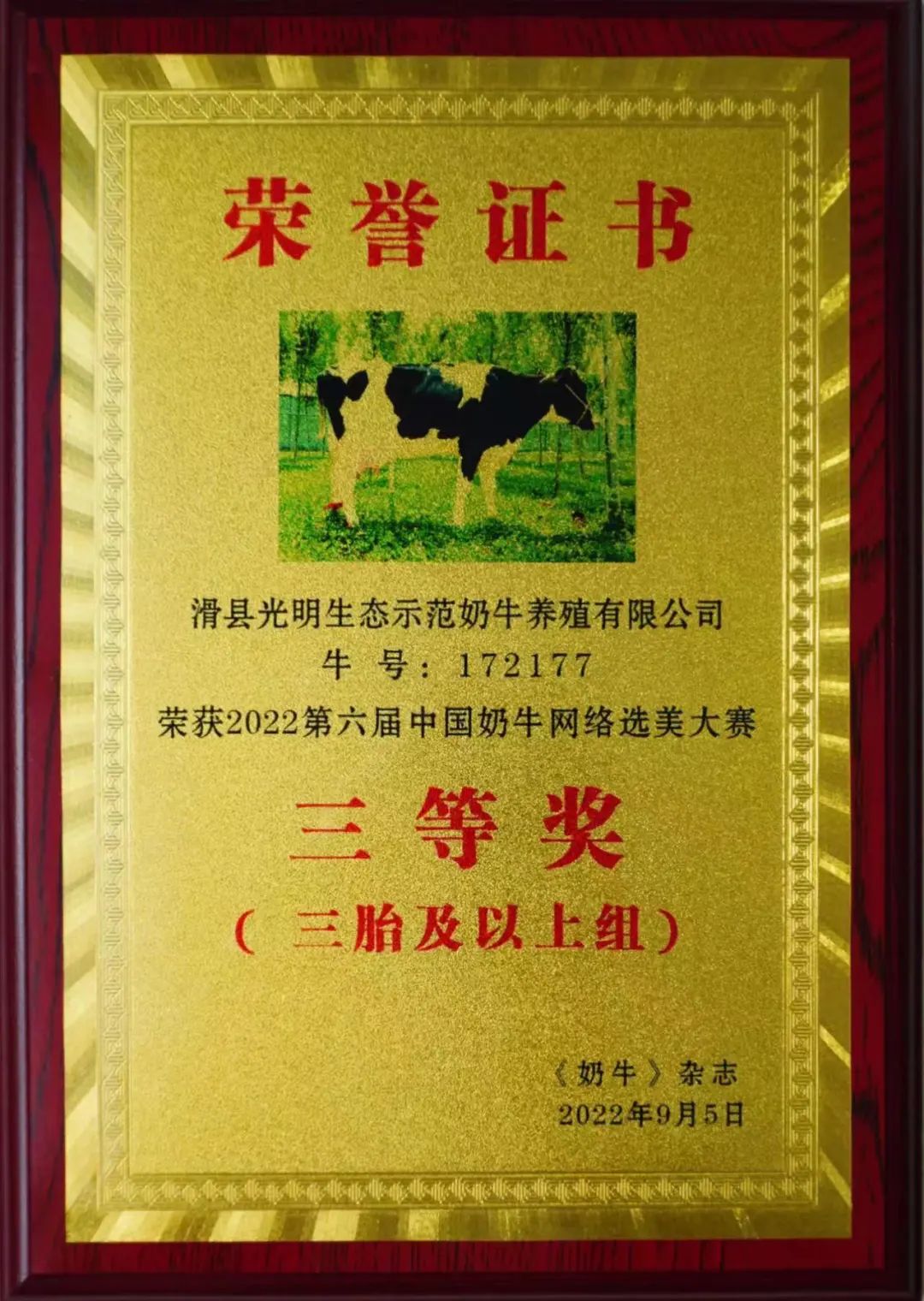 光明牧业“最美奶牛”再夺桂冠!