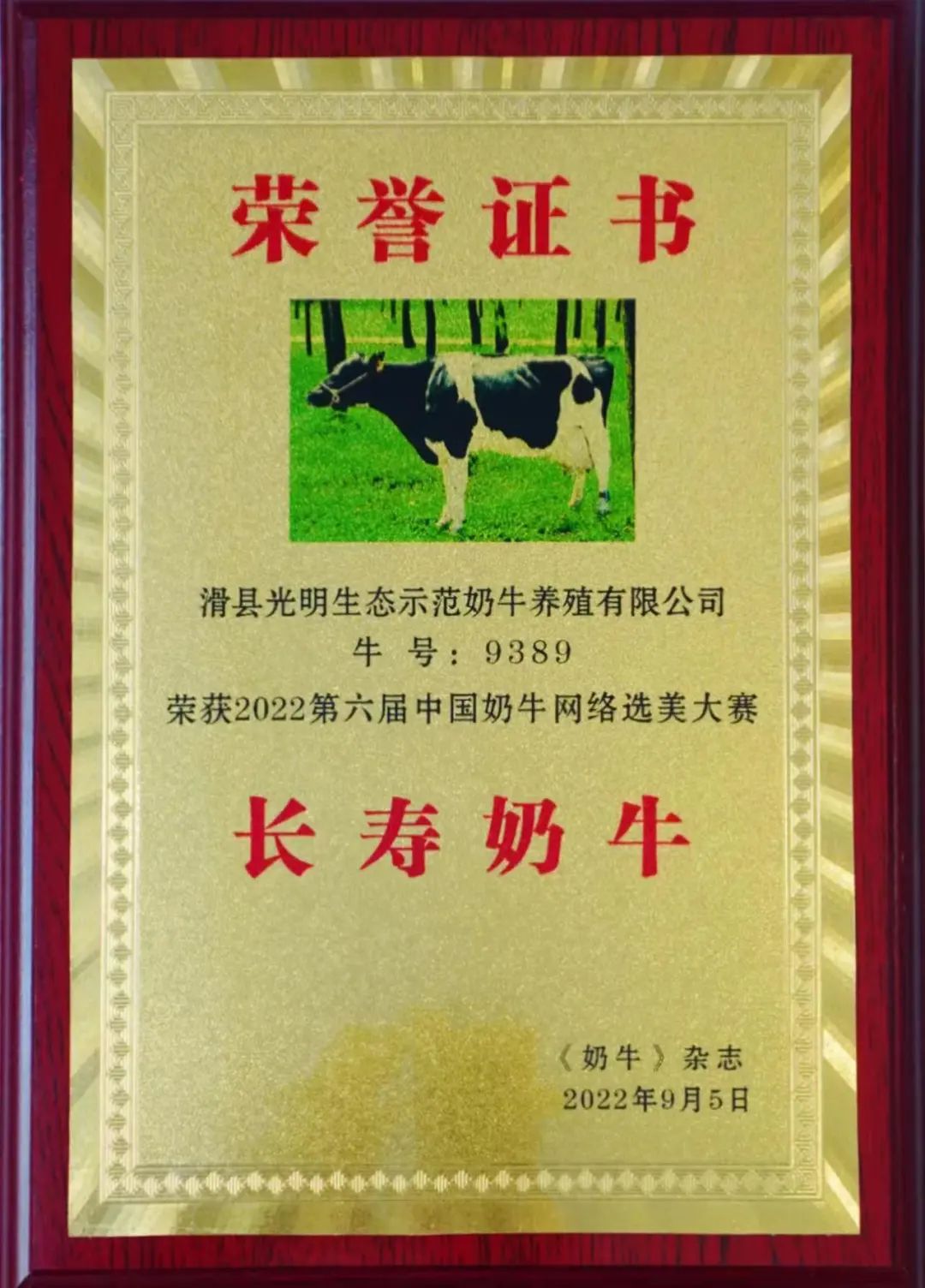 光明牧业“最美奶牛”再夺桂冠!