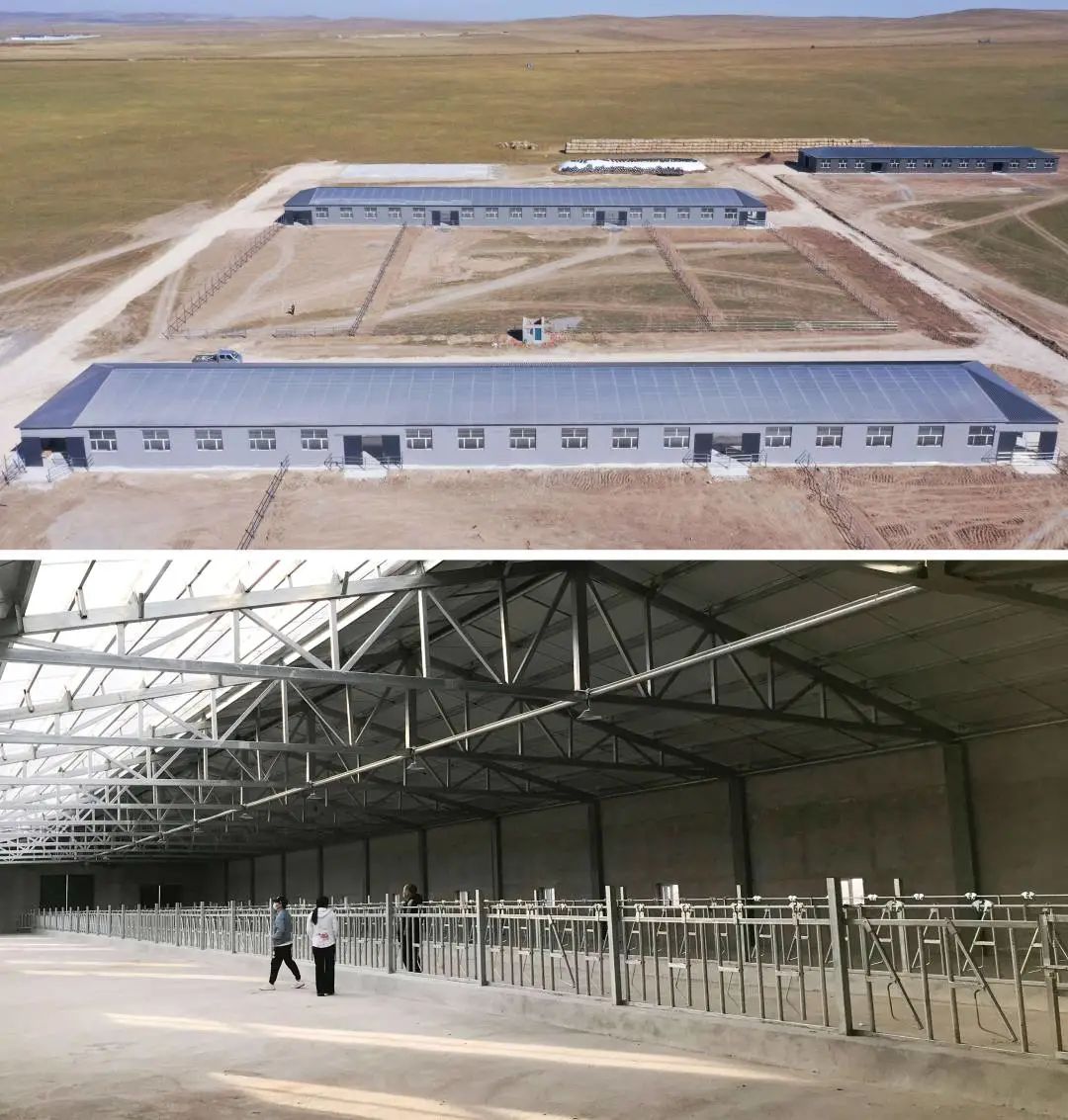 乌拉盖牧场重点推进肉牛育成育肥示范场建设项目、优质能繁母牛引进项目