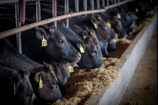 乌拉盖牧场重点推进肉牛育成育肥示范场建设项目、优质能繁母牛引进项目