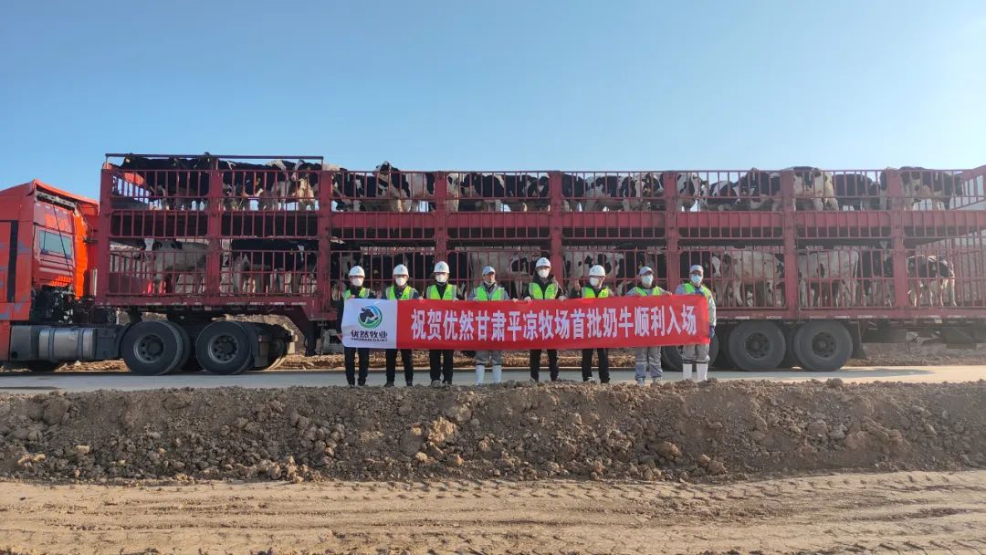平凉优然牧业灵台高产奶牛牧场首批奶牛入栏